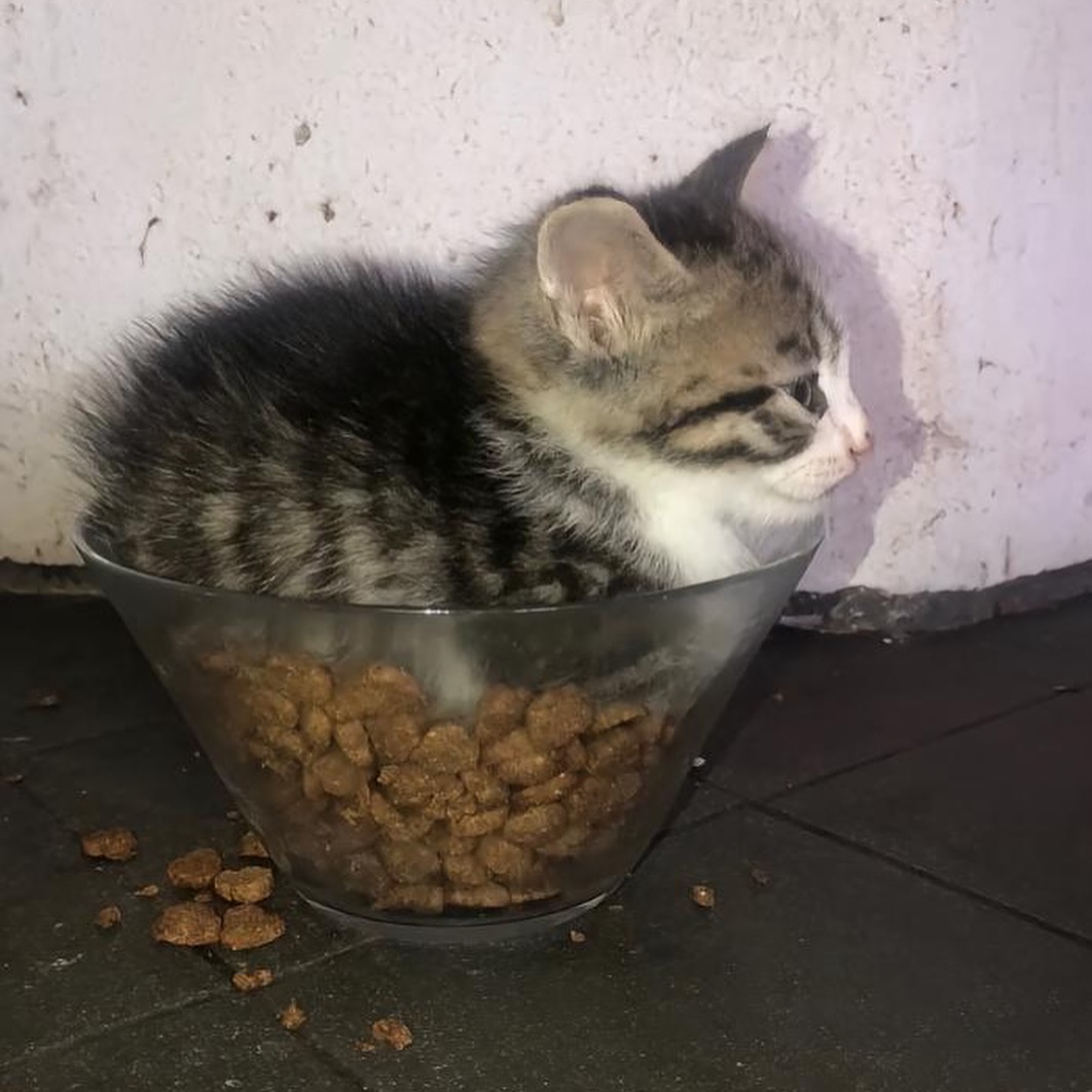PunchingCat's tweet photo. https://t.co/p8PP3bWHB7