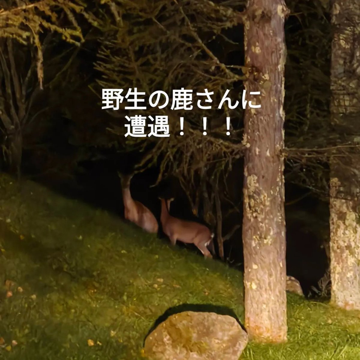 pomecoron's tweet photo. 📍長野県芽野市北山車山3412-11
@guesthouse_hoaloha
#PR
#guesthouse
#nagano
#旅
#hoaloha
#山
#長野旅行
長野旅行に行ってきたよん😊✌️
めちゃくちゃ良かった!
野生の鹿バンビに会えたよ🦌
車山高原まで車で5分!
ピンクの内装可愛いよ♡ https://t.co/A3YV0hZVz5