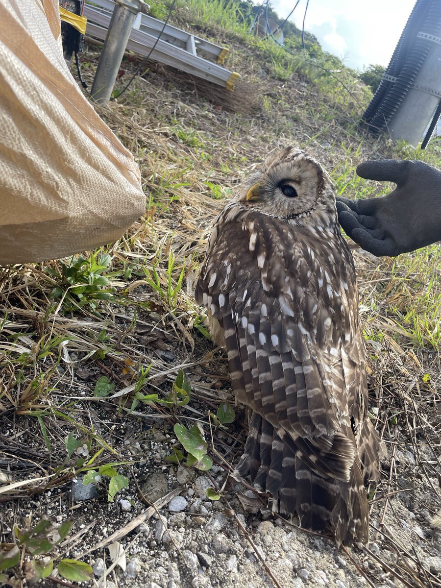 _tt25a's tweet photo. 野良🦉癒される🤤 https://t.co/UyKjUYVnaT