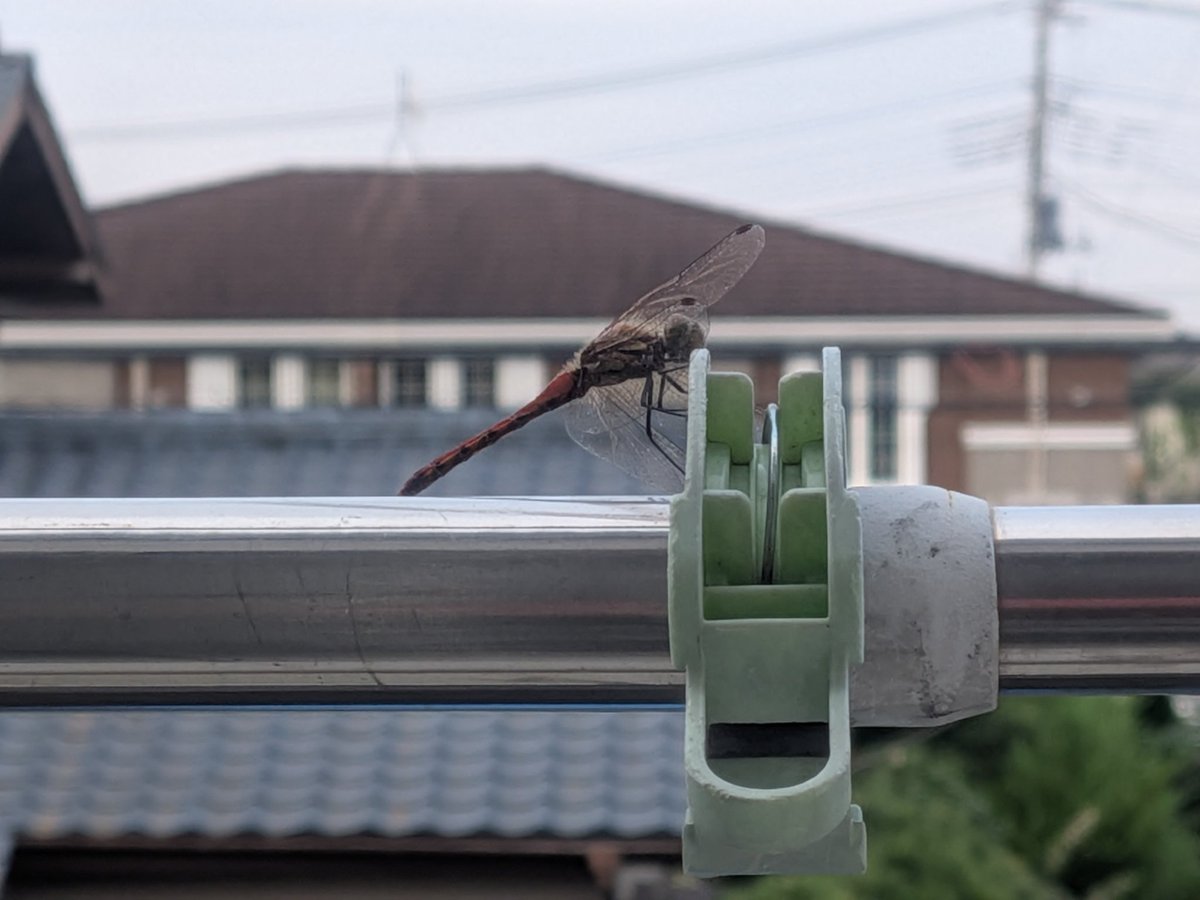 igrsknm's tweet photo. 昨日早朝。雨上がりのひんやりした空気のなか、トンボがうちの物干し竿で休憩していた。
写真を撮ると驚いて去ったが、数分後に同じか別のかはわからないがまたトンボが留まっていた。
ムクドリとかスズメもだけど、小さな生き物が来てくれるの、なんか嬉しい。 https://t.co/Ek6lPTtYWw