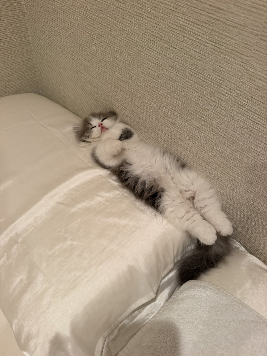 NaRu_0320's tweet photo. うちにきて23日目の猫🐱 https://t.co/KNwwxUk1VP