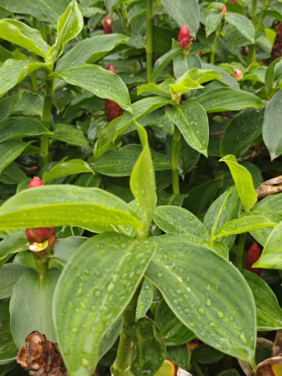 Aruntweets123's tweet photo. Day 38: Monsoon mornings are a bliss for morning walkers. The fragrance of wet soil, the fresh greenery and plants in their purest form make the morning feel incredibly refreshing. 🌿☔

#Day38 #MorningWalk #MonsoonMorning #Nature https://t.co/z5Gdp6LtR5