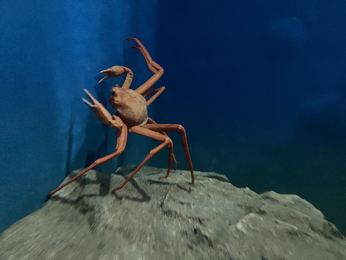 2003_1009_B25's tweet photo. 🦀( '-' 🦀 )ｶﾆﾁｬﾝ https://t.co/GvnxSz8Wwb