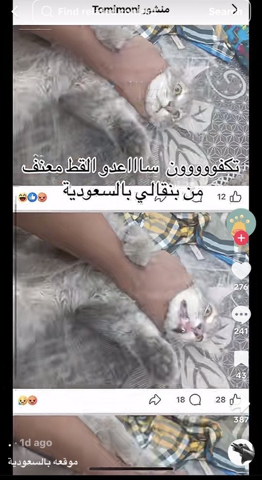 almasa_1__'s tweet photo. #بنقالي_يعذب_القطط_في_السعوديه
#بنقالي_يعذب_القطط_في_السعودية
#السعودية_الكويت 

بلغوا وانشروا الهاشتاق عشان يرتفع والناس تشارك وتبلغ 
اللي يبلغ يرسل صورة البلاغات للاخ عبدالعزيز  >> @aziz22180

ساعدوا برفع الهاشتاق وبلغوا وارسلوا صوره البلاغ في نماء للأخ > @aziz22180 https://t.co/1mmDUvUfKU