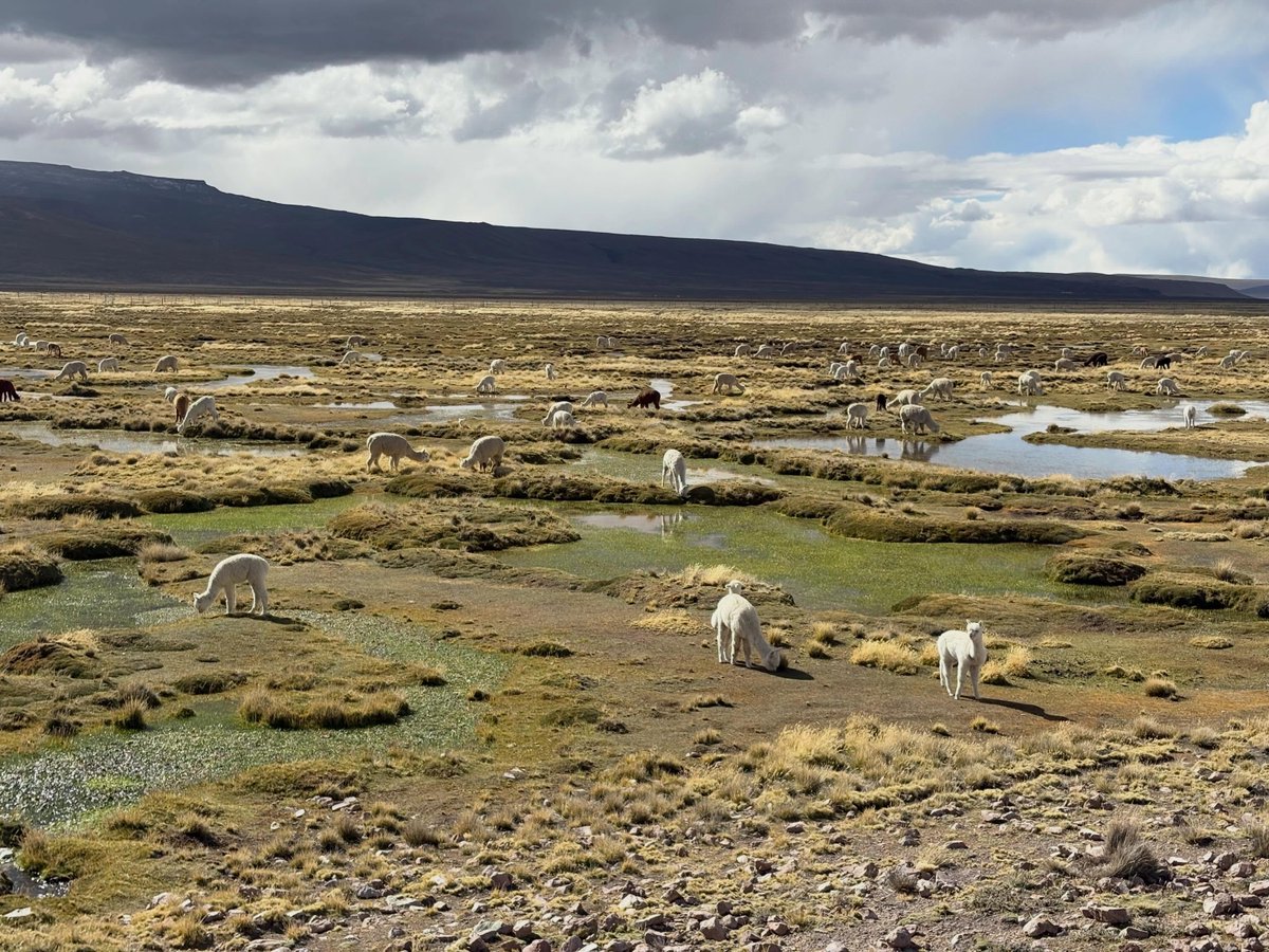 JeseniaKmapc's tweet photo. ❤️🇵🇪 First time seeing so many Llamas and Alpacas in nature 😍
 
 @exploorperu @peru #andes #andesmountains #alpacalove #alpacalife #alpacasofinstagram https://t.co/Ke56eoRe2z