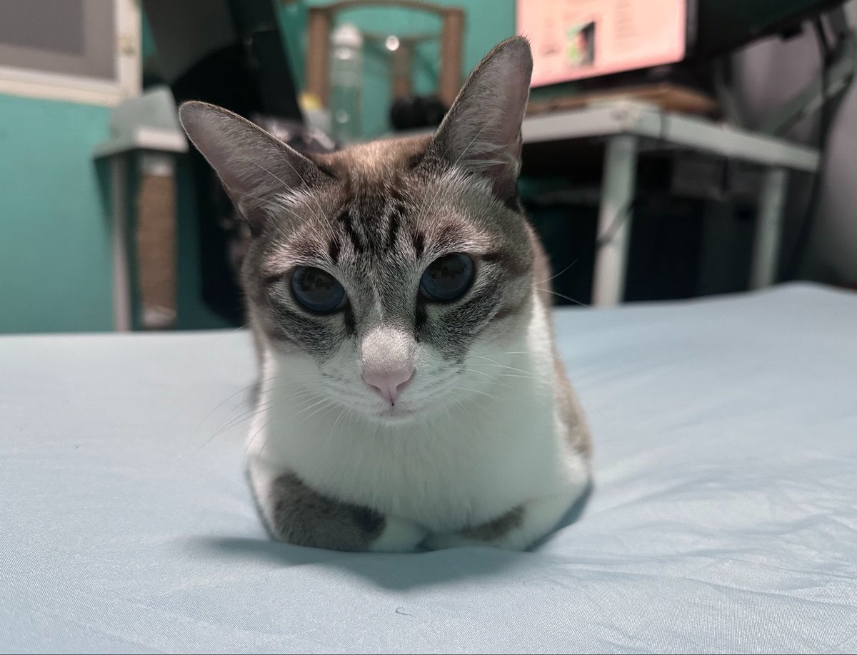 Sooyeon918's tweet photo. วันนี้เฟรนลี่ค่ะ หนูเฟรนลี่มาก หนูบอกว่าหนูเฟรนลี่ไง!.. https://t.co/mTt4ckEEiy