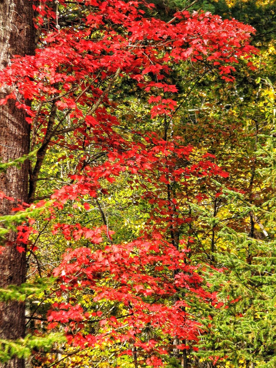 mcmulle1's tweet photo. Have a great night!🤩
#autumn #FallSeason #wednesdayvibe https://t.co/gLyCb7ysCQ
