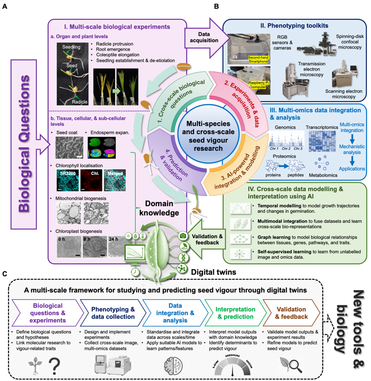 MPlantPCom's tweet photo. Beyond organ-level phenotyping: A cross-scale and AI-assisted framework for decoding the biological determinants of seed vigour #commentary #PlantCommunications https://t.co/jSXeAfr0uA https://t.co/msZNnyE2Oc
