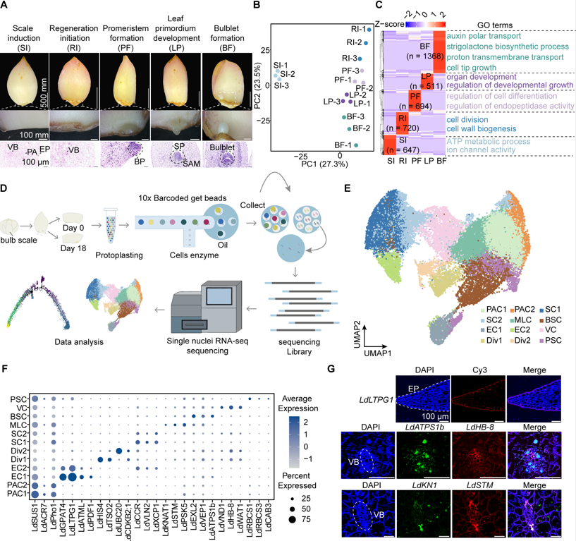 MPlantPCom's tweet photo. Single-nucleus transcriptomics reveals cell fate transitions and transcriptional programs driving bulblet formation in Lilium #research #PlantCommunications https://t.co/72sr893YDw https://t.co/EmOsWJP1Vo