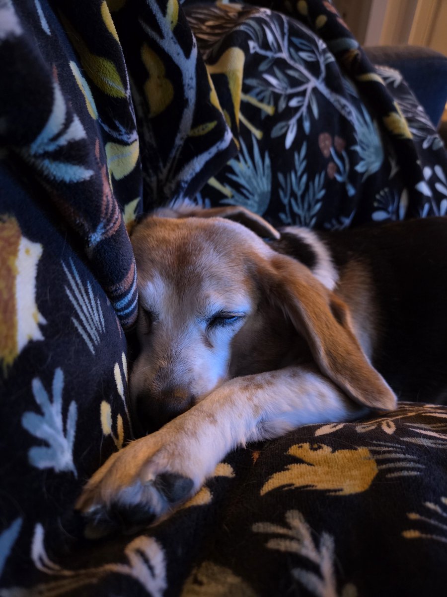_haver's tweet photo. @JacksonFromTwit i'm only a little biased (this is only half my beagles) https://t.co/nwEoBoPkmF