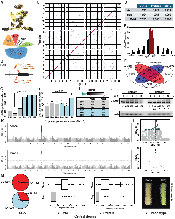MPlantPCom's tweet photo. From DNA to RNA to protein: pQTL mapping and Proteome-Wide Association Study reveal protein-level drivers of soybean traits #correspondence #MolecularPlant https://t.co/TgDwOsQvOx https://t.co/TeMH8fAm6W