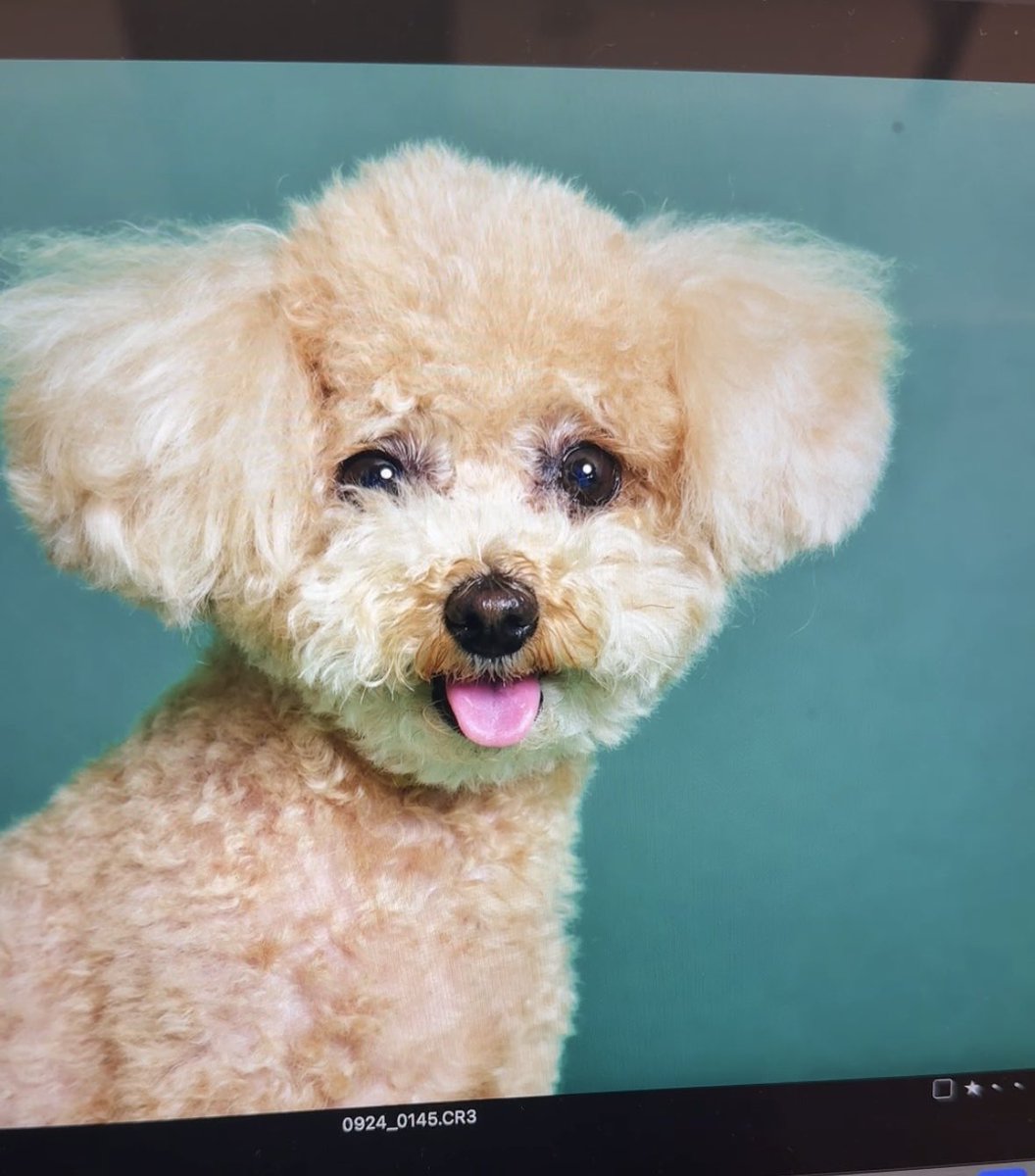 ofurodeaou's tweet photo. 愛犬の撮影に行ってきた〜🐶 https://t.co/jGi1m6AUUx