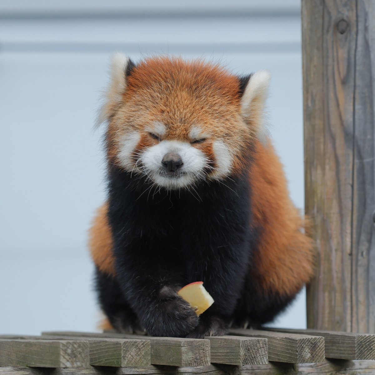 2xWaxMdnv3D9qns's tweet photo. 違いの分かる漢🍎

＃モッチー ＃レッサーパンダ
＃鯖江市西山動物園 https://t.co/7kM61v4x86