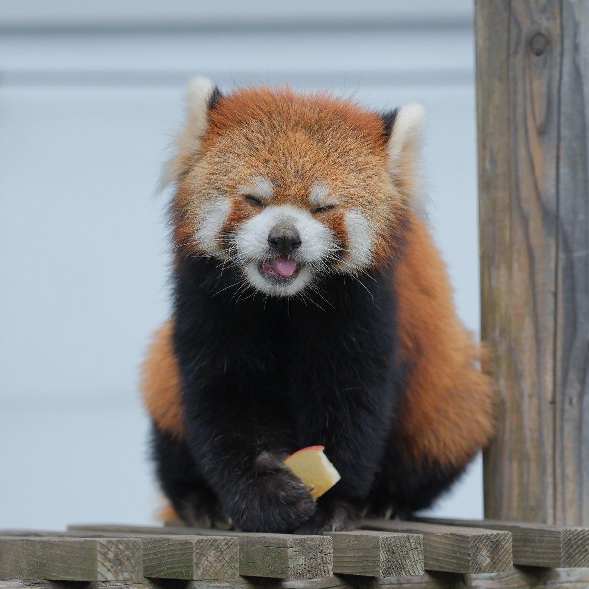 2xWaxMdnv3D9qns's tweet photo. 違いの分かる漢🍎

＃モッチー ＃レッサーパンダ
＃鯖江市西山動物園 https://t.co/7kM61v4x86