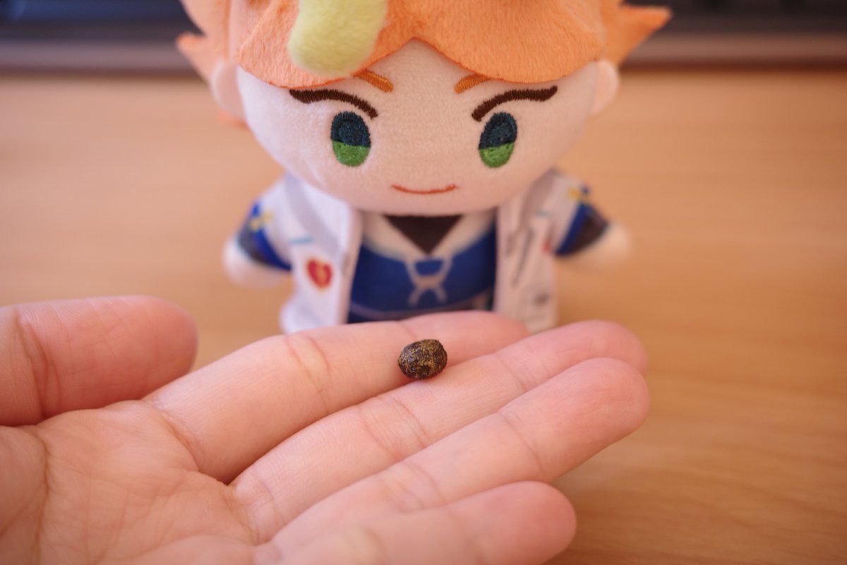 LANTT__03's tweet photo. 我撿到了老大留下來的便便，送給最喜歡便便的阿邁一族。

結果甜燕邁碎碎念的走掉了。 https://t.co/Wjt6zYAjhu