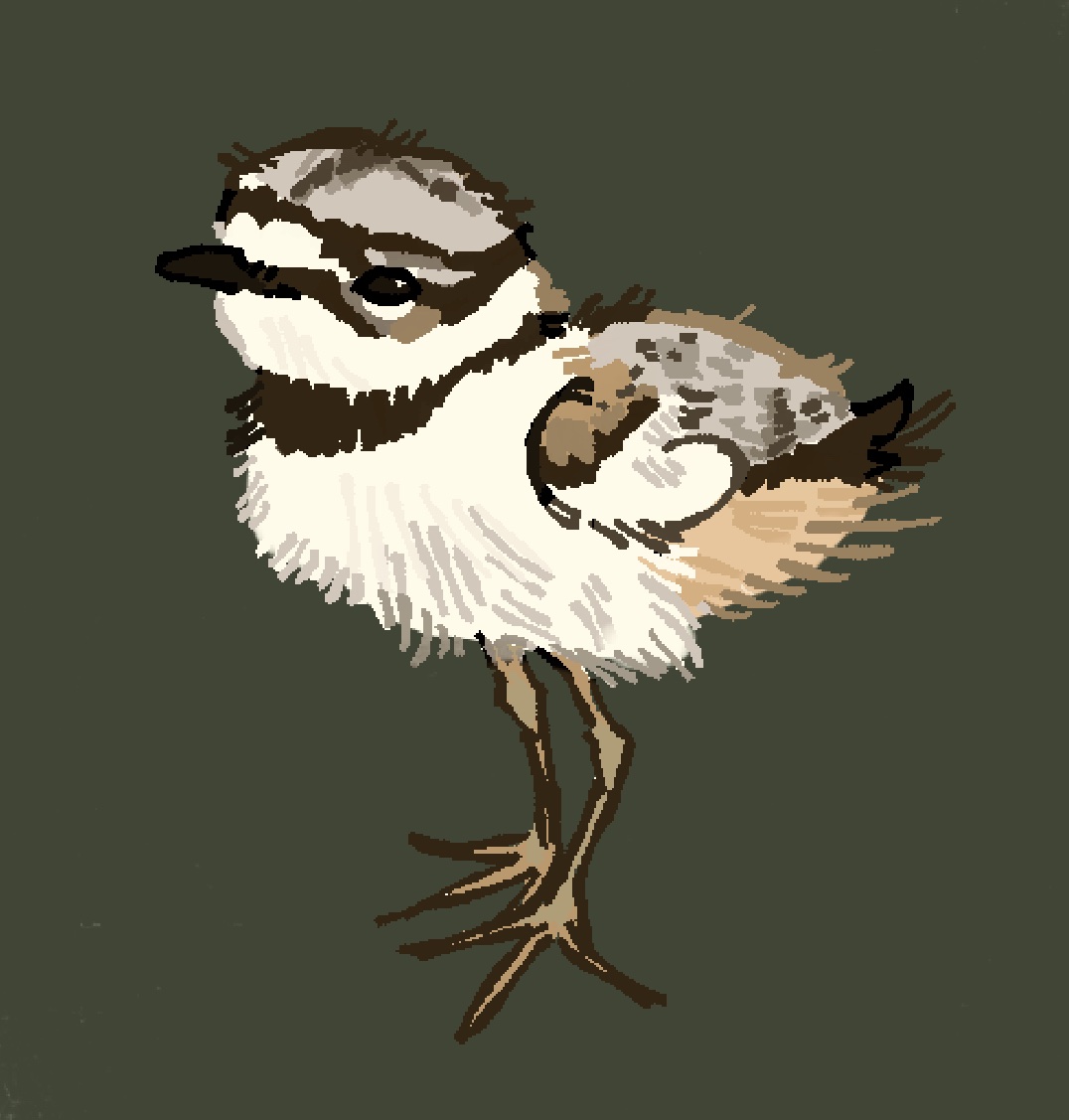 fieldfarer's tweet photo. little baby killdeer aww https://t.co/YHHT1Qqmsj