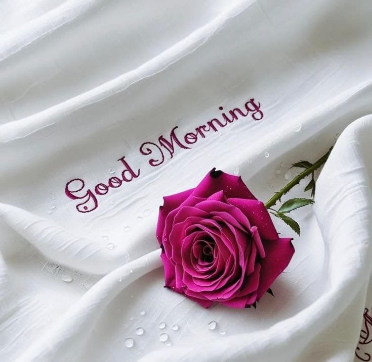 MohammedBTC's tweet photo. @Vinni55477204 Good morning my dear friend Vinni 🌹❤️❤️🌹 https://t.co/A7McgZXNfk