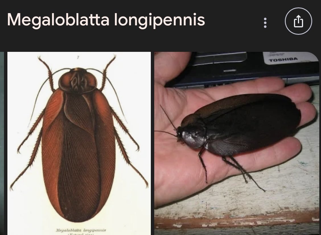 boog_goog49587's tweet photo. What y'all know about megaloblatta long penis https://t.co/V9bky9Wq5k