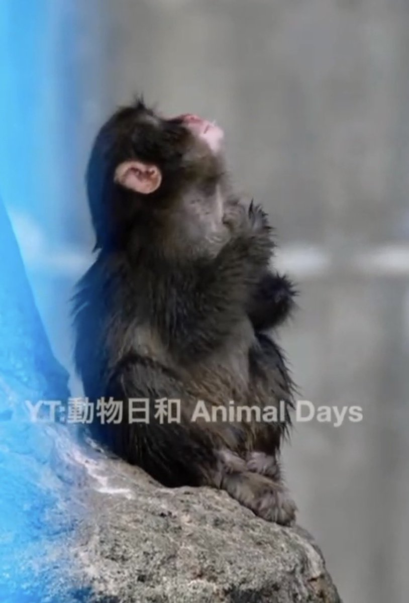 ticagg's tweet photo. 2026.09.22 🗓️ 

‼️✨Aww, 🎋 Be still, my heart! 🐵
To me, Lil’ Punch always looks so peaceful, almost spiritual, when he’s perched on the mountain ⛰️ side with his little legs dangling in front of him! 🥰 Of course, afterwards he’ll spaz out and be a 🌶️ sassy 🤭 monkey boy! ✨❤️‍🔥 
#punch #ichikawazoo #punchi 

cr. YT: どうぶつ日和_AnimalDays 🙇🏻‍♀️