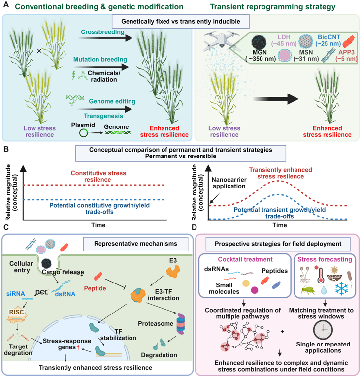 MPlantPCom's tweet photo. Nanocarrier-mediated transient reprogramming as a promising strategy for enhancing crop stress resilience #opinion #MolecularPlant https://t.co/vEh2Q6Sb6O https://t.co/X4En7NJKJE
