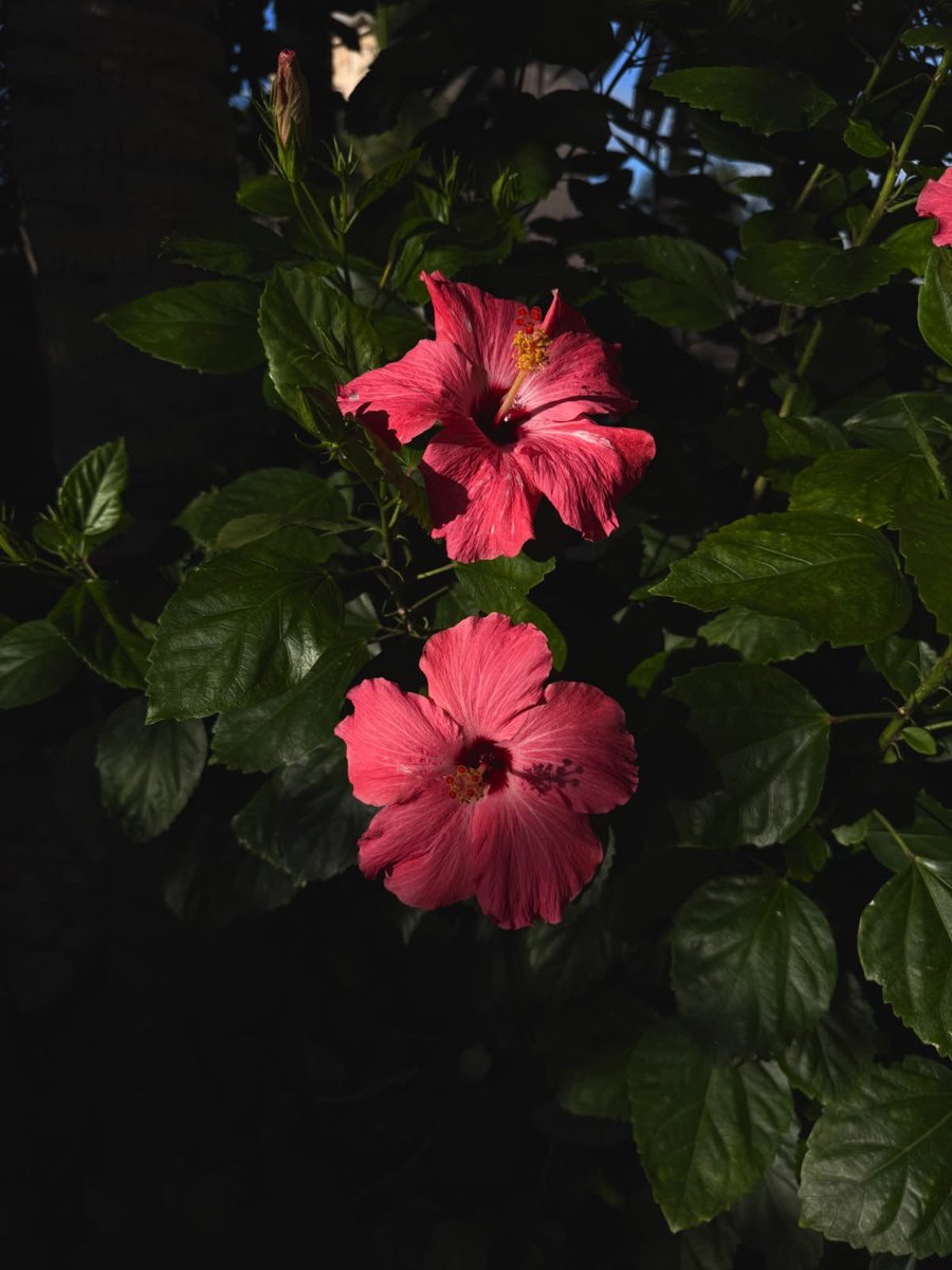 greenvibe's tweet photo. pink flower https://t.co/X81CQPvNGU