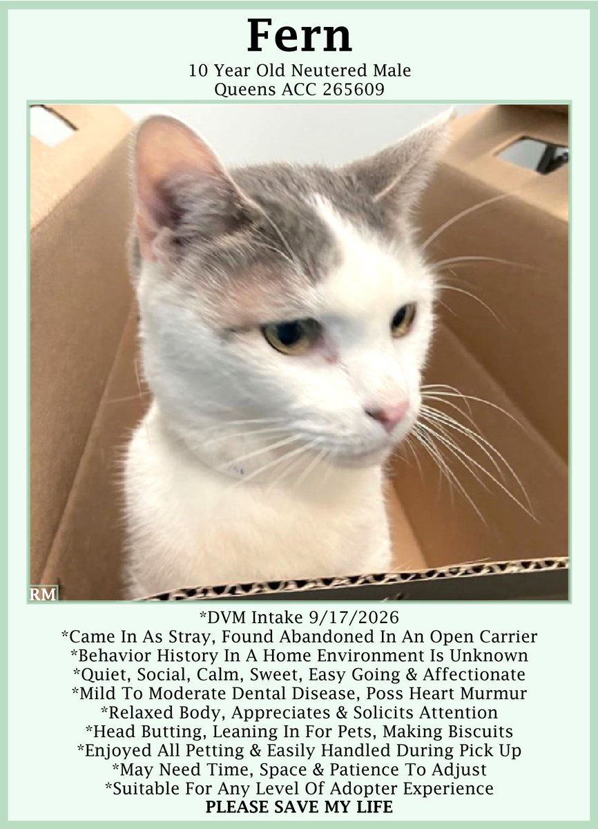 sachikoko's tweet photo. 🆘URGENT🆘SENIOR ALERT🙏🏾PLZ SHARE🆘
🙏🏾PLZ #PLEDGE 2 SAVE MY LIFE
💝Sweet 13YO #Senior White &amp; Gray Kitty "FERN"💝
😿💔Came In As Stray, Has Dental Disease
🚨Needs #Adoption #Rescue #Foster🚨
▶️265609 https://t.co/1PddB24W23
🙏🏽#AdoptDontShop #AdoptASeniorCat
#Queens #NYCACC #Cat https://t.co/m8T07PUHT1