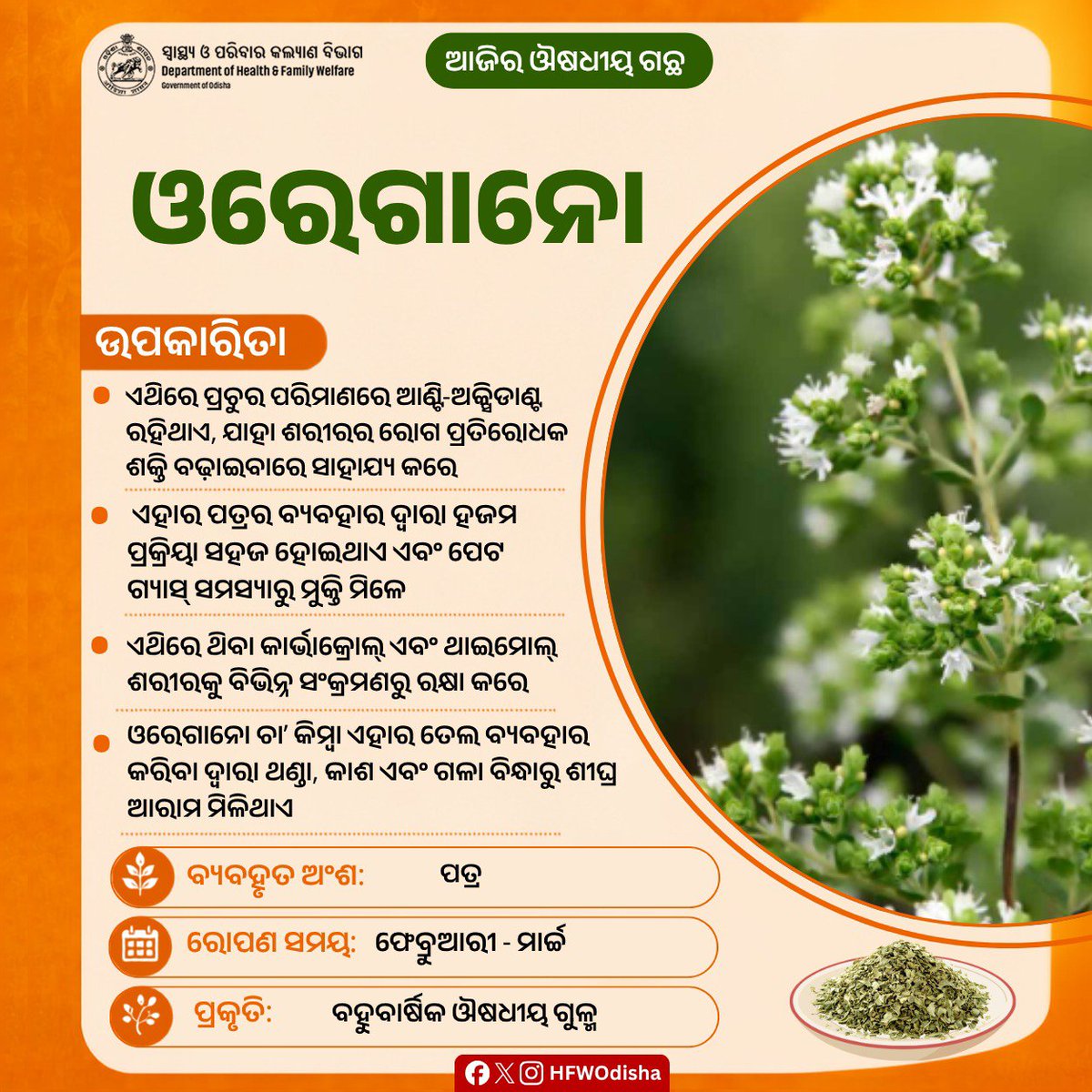 HFWOdisha's tweet photo. ଓରେଗାନୋରେ ପ୍ରଚୁର ଆଣ୍ଟି-ଅକ୍ସିଡାଣ୍ଟ ରହିଥାଏ, ଯାହା ଶରୀରର ରୋଗ ପ୍ରତିରୋଧକ ଶକ୍ତି ବଢ଼ାଇବା ସହ ସଂକ୍ରମଣରୁ ରକ୍ଷା କରେ। ଏହାର ପତ୍ର ହଜମ ପ୍ରକ୍ରିୟା ସହଜ କରି ପେଟରେ ଗ୍ୟାସ୍‌ ଦୂର କରେ। ଓରେଗାନୋ ଚା’ କିମ୍ବା ତେଲ ବ୍ୟବହାର କରିବା ଦ୍ୱାରା ଥଣ୍ଡା, କାଶ ଓ ଗଳା ଯନ୍ତ୍ରଣାରୁ ଶୀଘ୍ର ଆରାମ ମିଳିଥାଏ।

#MedicinalPlants https://t.co/OgcmVHsSDx