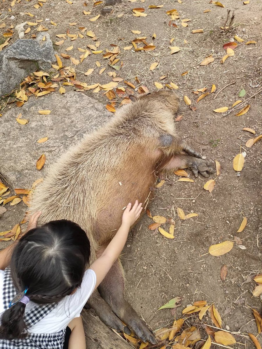 chantotekitou's tweet photo. 「わ〜ママのおなかみたい〜ぽにょぽにょ〜」って言い出して横にいたカピバラ飼育員さん気まづそうにしてた。 https://t.co/FWuuMSRVso