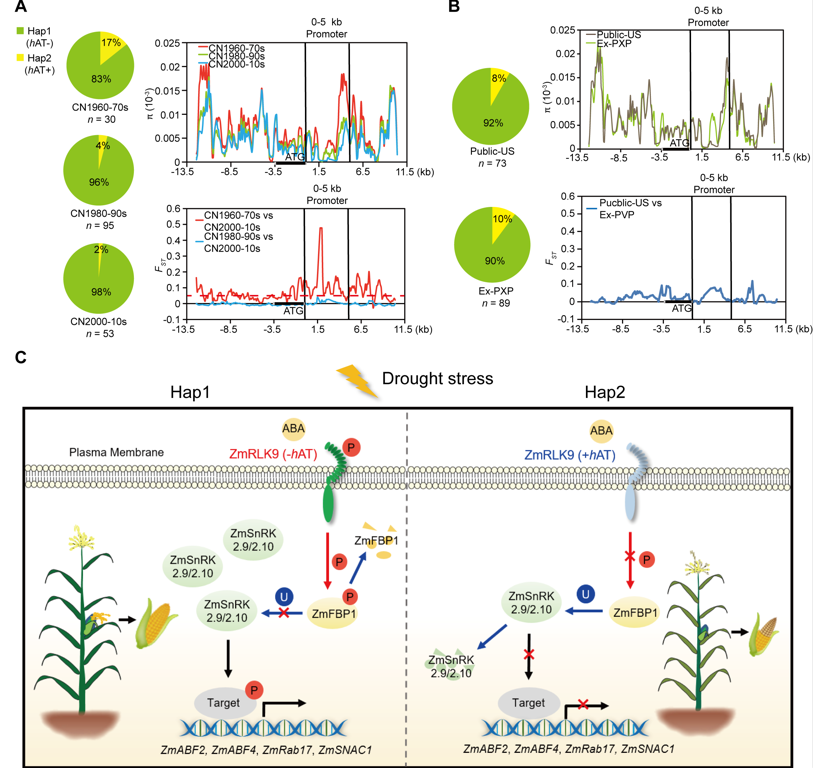 MPlantPCom's tweet photo. Receptor-Like Kinase ZmRLK9 Functions as an Upstream ABA Signaling Factor Conferring Drought Resilience in Maize #research #MolecularPlant https://t.co/usfWdUu89f https://t.co/jioFxl26kh