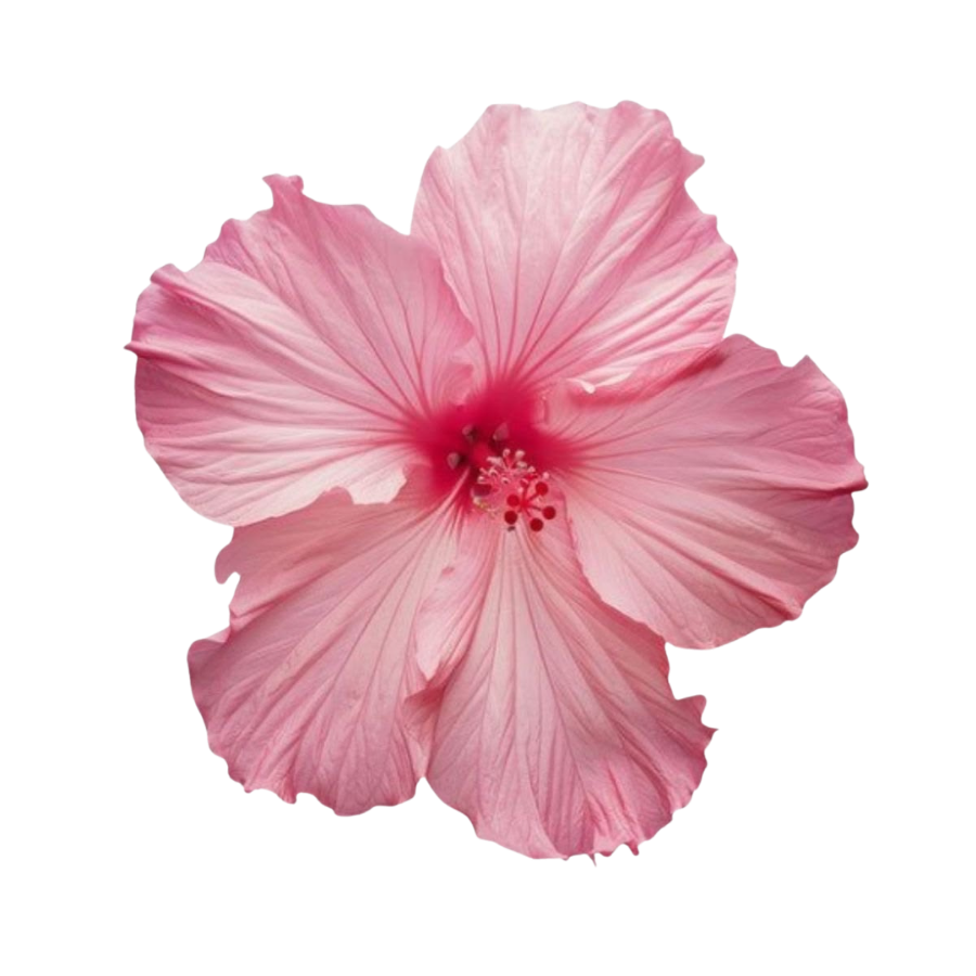 marvius_studio's tweet photo. kindly rt before use ♥️ 

📷 png : flower pink

( #แจกไฟล์png #png #giveaway #แจกpng ) https://t.co/CnvAEbHYmo