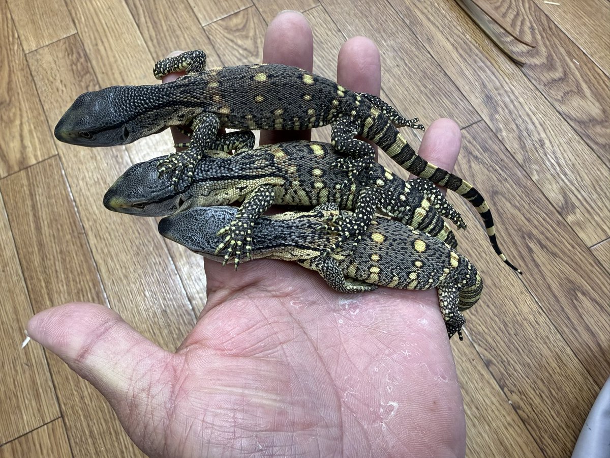 beastmaster___'s tweet photo. アフリカンロックモニター
♂♀♀

チャチャっと仕上げます https://t.co/QYA8mjtHPJ