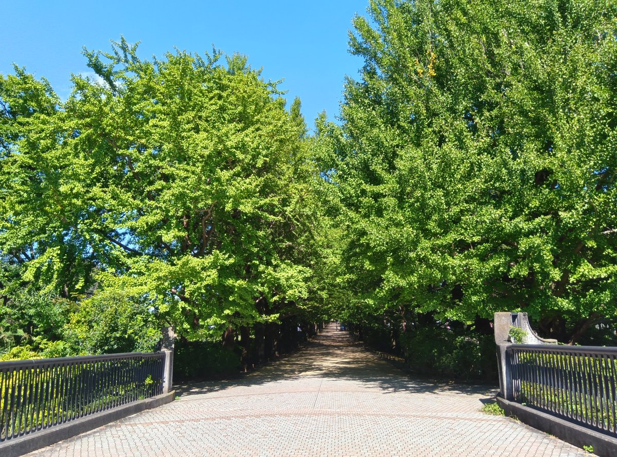 Tosy1226's tweet photo. 昭和記念公園に来てます https://t.co/kRwOU5By4y