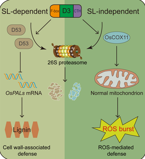 MPlantPCom's tweet photo. A non-canonical DWARF3–OsCOX11-mediated mitochondrial ROS homeostasis pathway acts in parallel with core strigolactone signaling to promote rice blast resistance #research #MolecularPlant https://t.co/ztOPClgkwR https://t.co/KLQynaWWhy