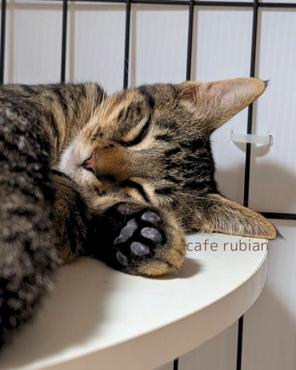 cafe_rubian's tweet photo. 寝てる

#保護猫 #猫 #キジトラ #子猫 #猫好きさんと繋がりたい #猫のいる生活 #猫のいる暮らし #預かりボランティア #Cat #catlife https://t.co/dm0a3DMCKp