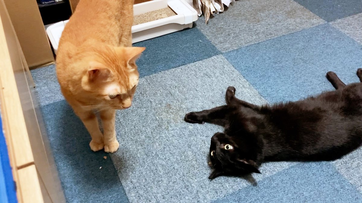 arikaobuk's tweet photo. ツバサ🐱ひとりだけ優雅に✨
https://t.co/kCfi3U4uEf
#にゃんこ3きょうだい日記 #Diary_of_3Cats
#猫動画 #ネコ動画 #かわいい #おもしろ #癒し
#猫 #ねこ #保護猫 #繁殖引退猫
#茶トラ #gingercat #黒猫 #blackcat #スコティッシュフォールド #scottishfold
#cat #gato #gatto #chat #Katze #кошка https://t.co/nTWbr7jS3p