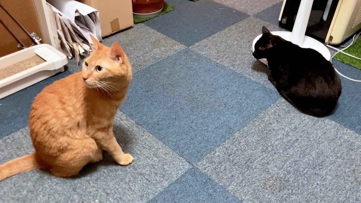 arikaobuk's tweet photo. ツバサ🐱ひとりだけ優雅に✨
https://t.co/kCfi3U4uEf
#にゃんこ3きょうだい日記 #Diary_of_3Cats
#猫動画 #ネコ動画 #かわいい #おもしろ #癒し
#猫 #ねこ #保護猫 #繁殖引退猫
#茶トラ #gingercat #黒猫 #blackcat #スコティッシュフォールド #scottishfold
#cat #gato #gatto #chat #Katze #кошка https://t.co/nTWbr7jS3p