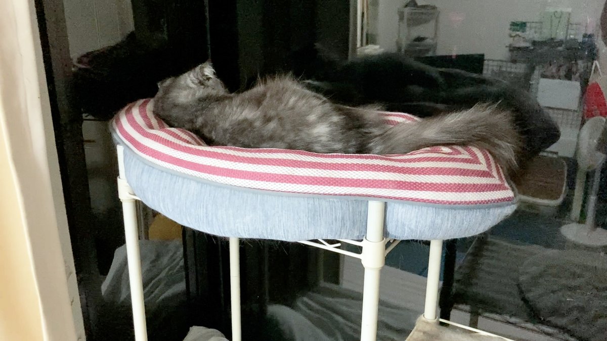 arikaobuk's tweet photo. ツバサ🐱ひとりだけ優雅に✨
https://t.co/kCfi3U4uEf
#にゃんこ3きょうだい日記 #Diary_of_3Cats
#猫動画 #ネコ動画 #かわいい #おもしろ #癒し
#猫 #ねこ #保護猫 #繁殖引退猫
#茶トラ #gingercat #黒猫 #blackcat #スコティッシュフォールド #scottishfold
#cat #gato #gatto #chat #Katze #кошка https://t.co/nTWbr7jS3p