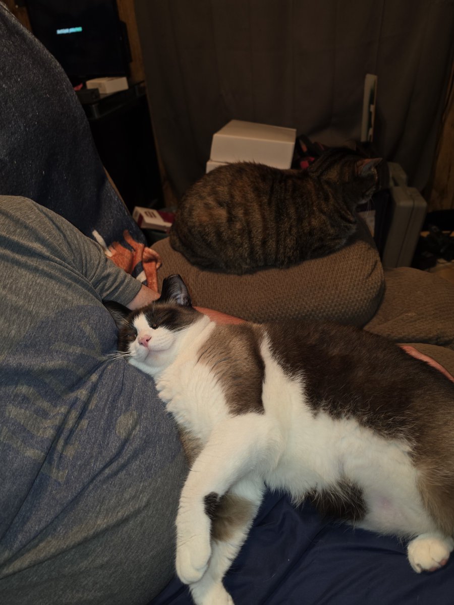 TimIreland77's tweet photo. Just a typical cat dad night https://t.co/lnpR8QWCY8