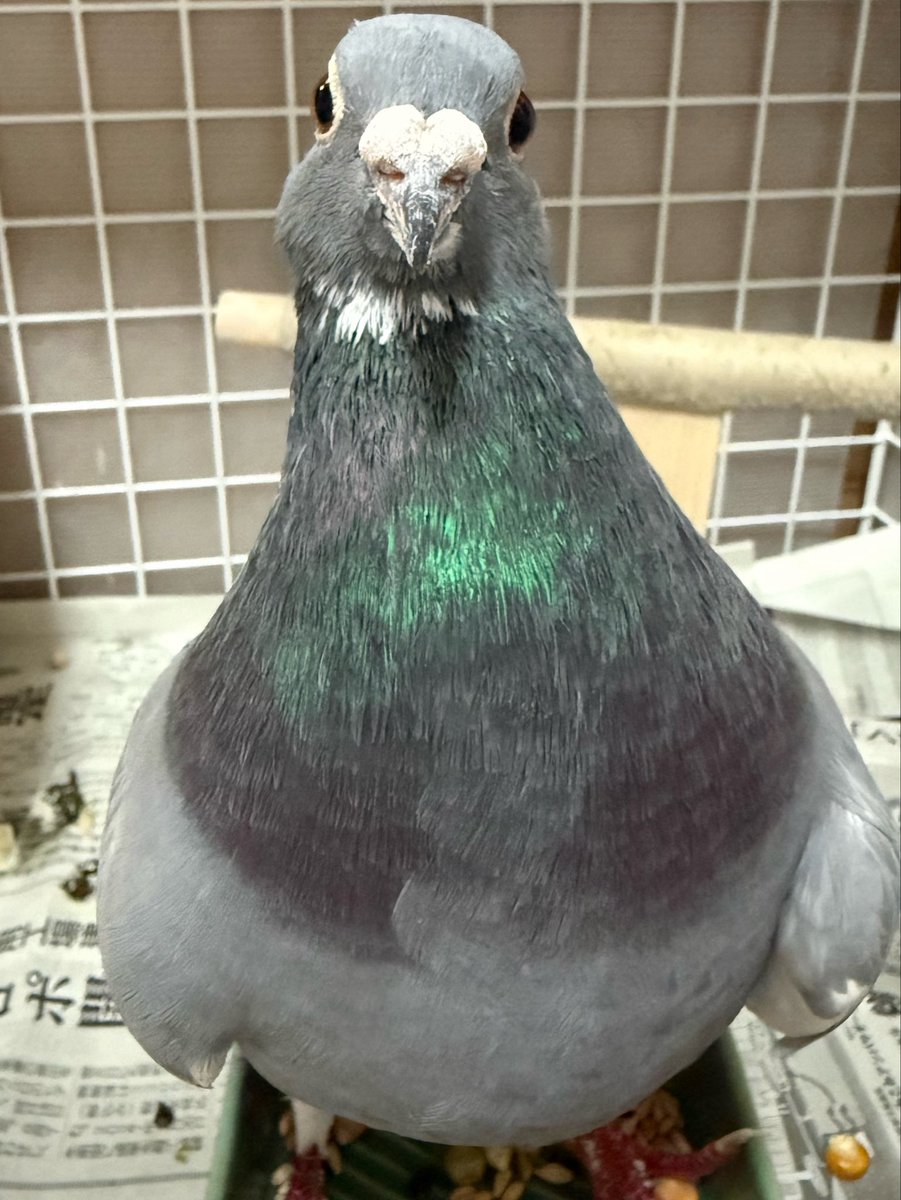 umi_26_n's tweet photo. んぽ〜？
 #鳩 https://t.co/ZB1FmGPzGq