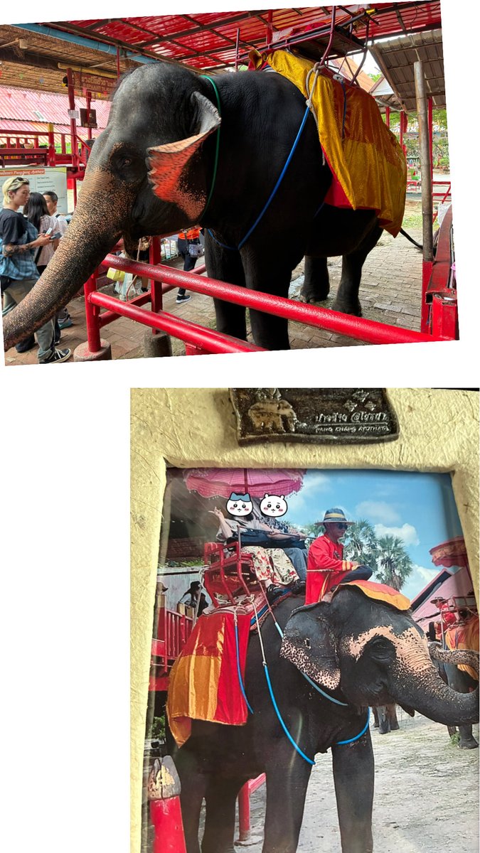 yukky0352's tweet photo. タイ旅行3日目🇹🇭

ツアーでアユタヤ遺跡＆象乗り、ピンクのガネーシャへ
象めっちゃかわいかった〜🥰思ってたより揺れるし高くてちょっとドキドキした🐘願い事もささやいてきた✨
ナイトマーケットで夜ご飯🌃 https://t.co/EAqAMOEl7p