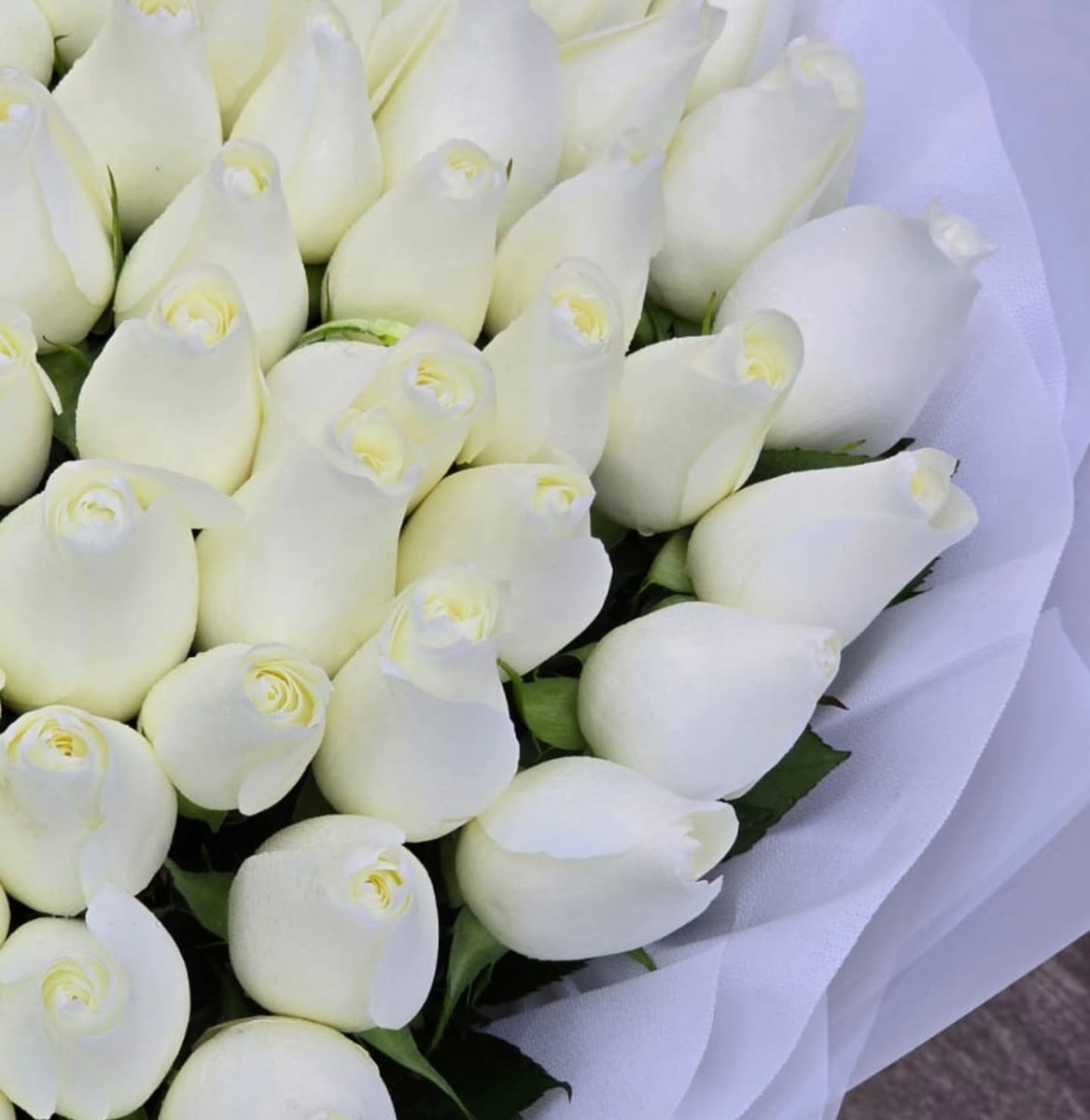 ReginaldFecn's tweet photo. Pure Elegance in Every Bloom. A timeless bouquet of 101 premium white roses, handcrafted to express love, respect, gratitude, and new beginnings. Perfect for weddings, anniversaries, graduations, or simply making someone's day unforgettable. 🚚 https://t.co/gytHClJsdu