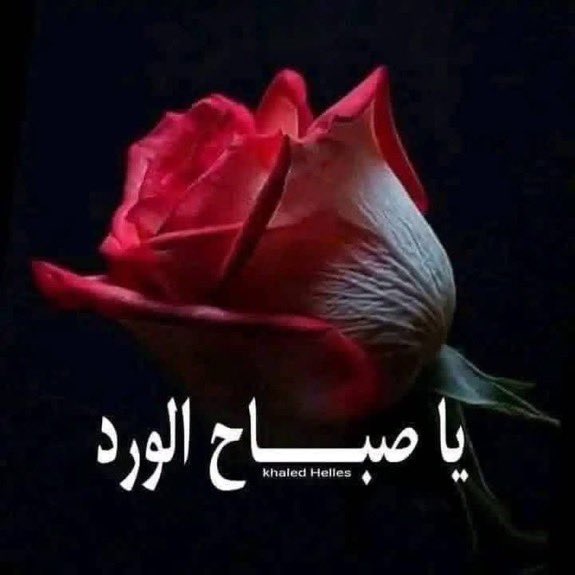 mn1mykm's tweet photo. @iieii009 صباحووووو 🌹 https://t.co/vRRH6cLMcl