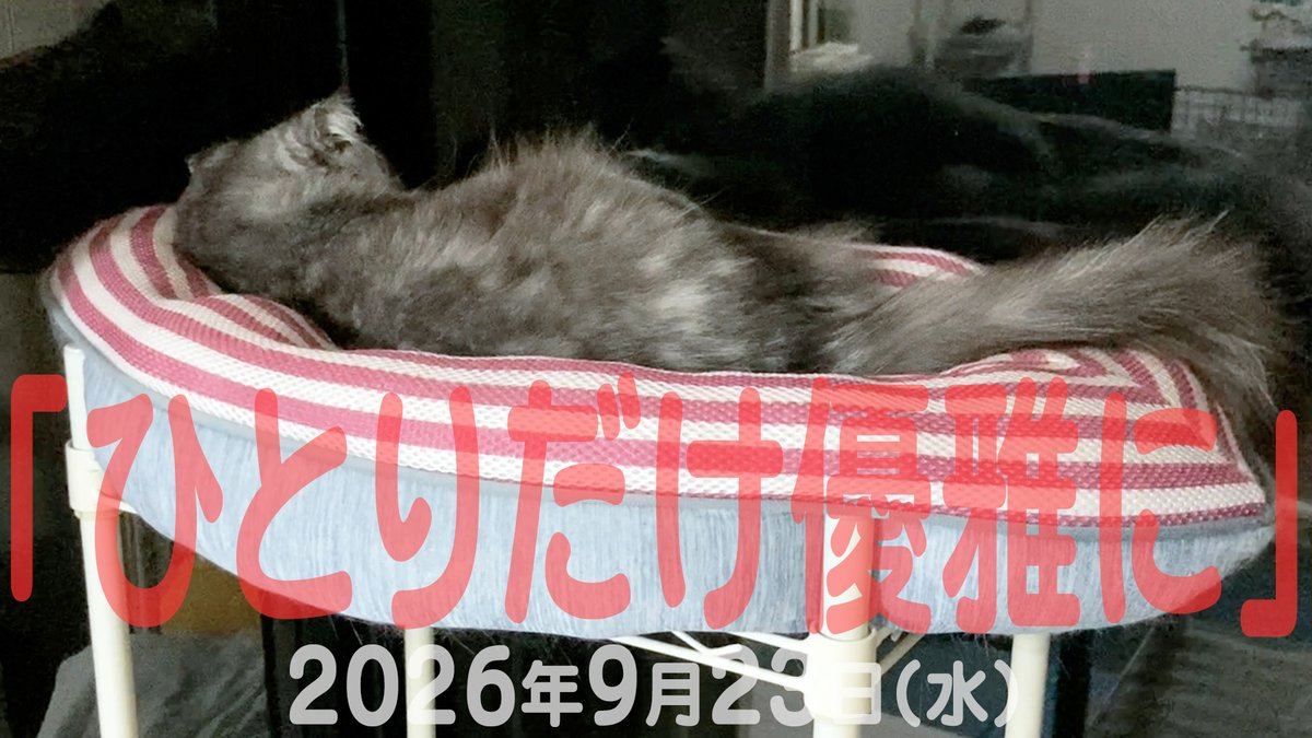 arikaobuk's tweet photo. 我が家の猫たち「ひとりだけ優雅に」2026年9月23日(水)
"Only one of my cats is lounging elegantly"
https://t.co/kCfi3U4uEf
#にゃんこ3きょうだい日記 #Diary_of_3Cats
#猫動画 #ネコ動画 #猫 #ねこ #保護猫
#茶トラ #gingercat #黒猫 #blackcat #スコティッシュフォールド #scottishfold
#cat https://t.co/O5oahWX43K