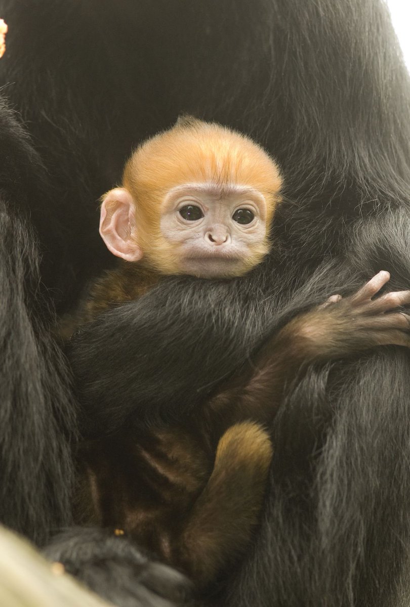 exitwoond's tweet photo. the langur fandom is dying rt if ur a real baby hot cheeto fan https://t.co/rkRtv0ID1W