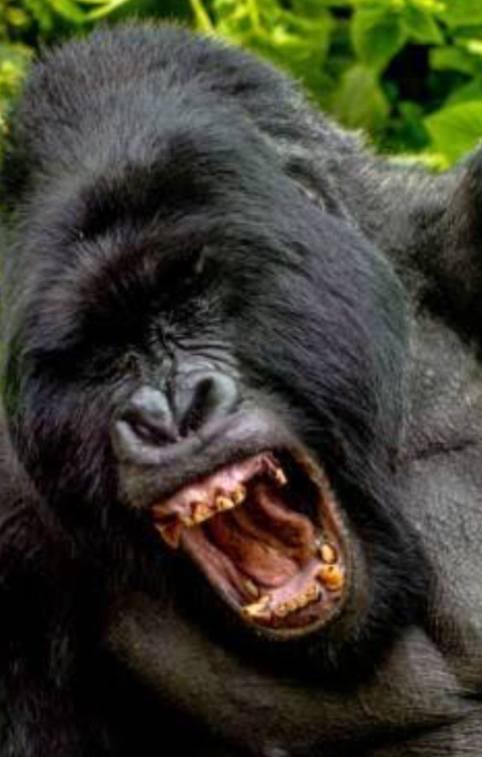Iibrasmin's tweet photo. gente os dentes..... https://t.co/ShCQsc3DuT