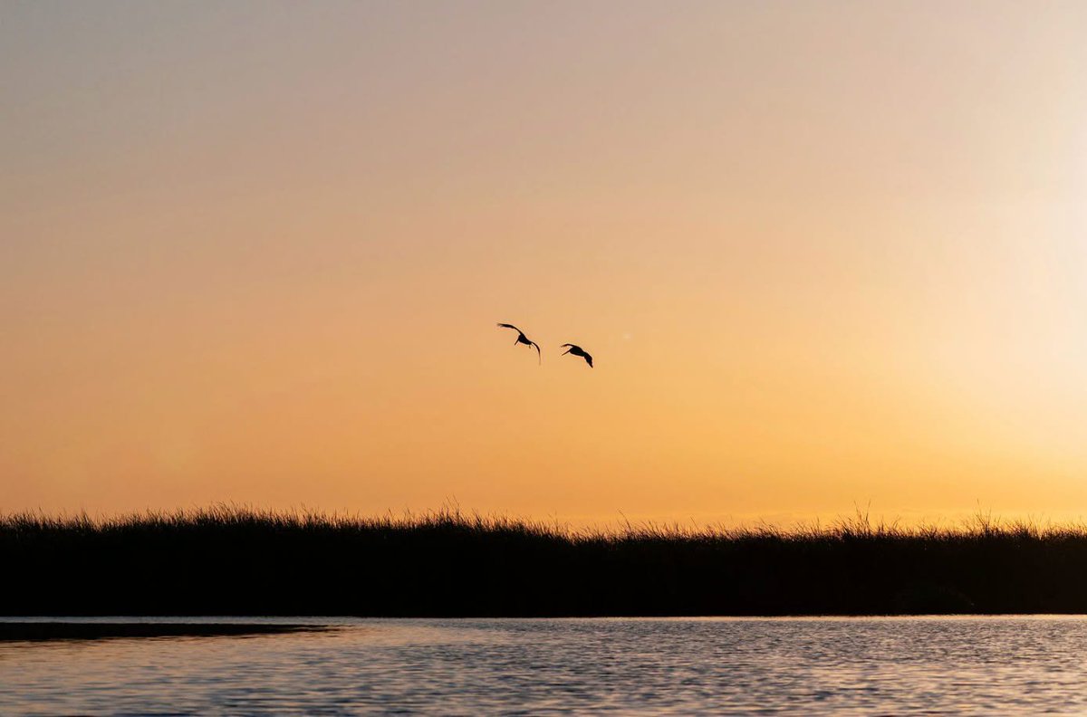 Reviveelrio's tweet photo. 🦅🌾Con la llegada del otoño, las temperaturas comienzan a moderarse y los sitios de restauración del Delta se preparan para recibir a miles de aves que viajan por la Ruta Migratoria del Pacífico en busca de alimento y refugio.

📷: Rodrigo Cardoza. https://t.co/baAtxib8CN