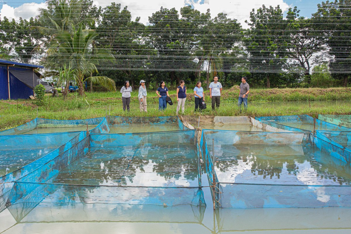 CanEmbPH's tweet photo. From innovation in the hatchery to impact in communities, here's how climate-smart solutions are helping build a more resilient and sustainable future for Philippine agriculture.
Details 👇https://t.co/MRAdbNSmHD https://t.co/b5ldLw0T7f