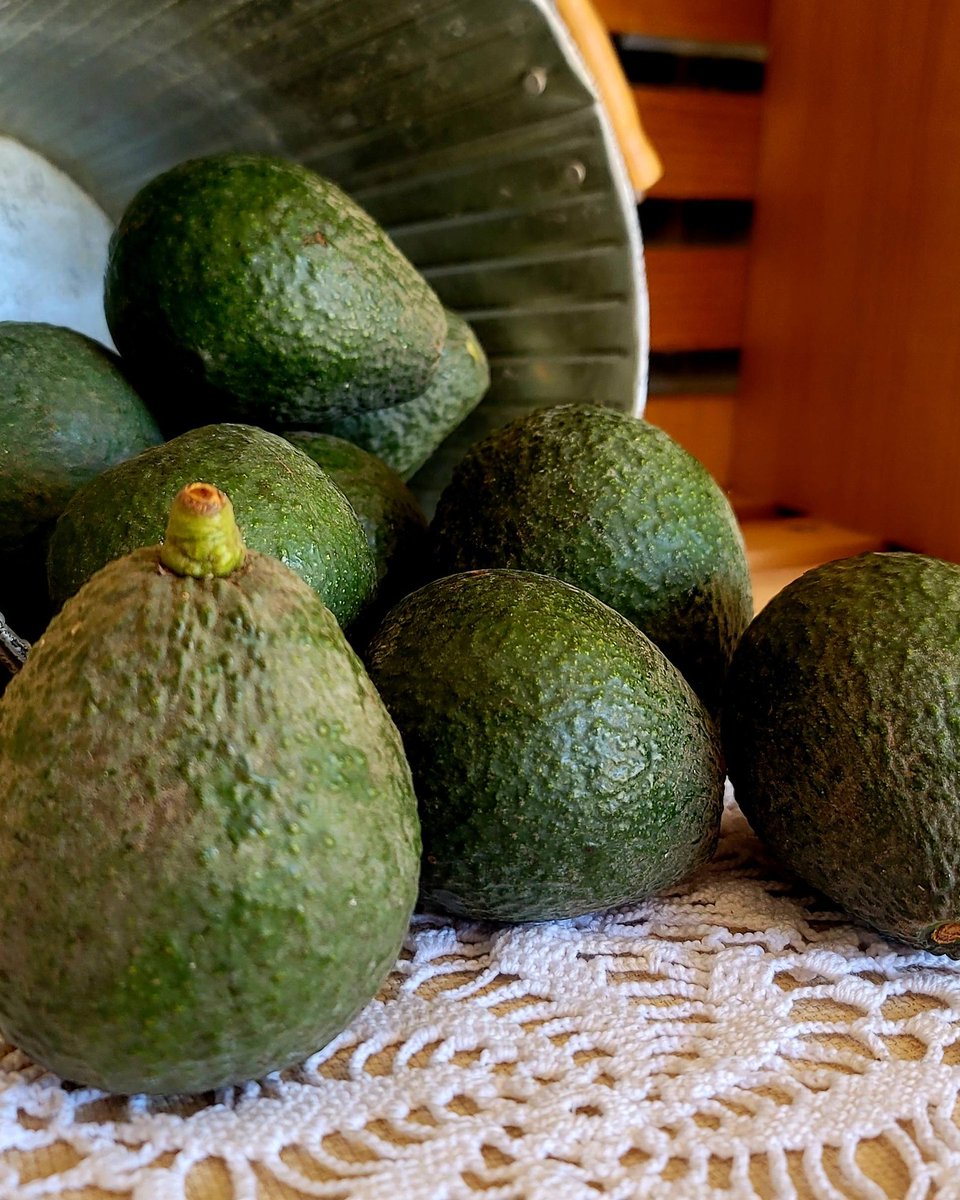 ruiseito's tweet photo. Avocado Week porch pickup is here. Introducing Chaos Citrus Salt: small-batch, made with love, and perfect with fresh summer avocados. $7 each or 2 for $12. Salt flights $10. First come, first served. Message me to claim yours. https://t.co/WVt8e51G2A