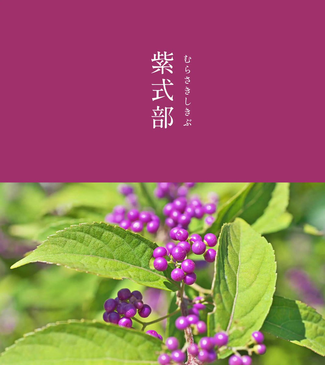 543life's tweet photo. 紫式部（むらさきしきぶ）｜#にっぽんのいろ

名前の由来は、あざやかな紫色の実をつけるシソ科の低木「紫式部」から。
江戸時代に、平安時代の女流作家、紫式部にあやかって木名が変更されたそうです。濃厚な紫色をしていますが、どこからともなく乙女チックな雰囲気が漂います。

9月のにっぽんのいろは、暦生活のサイトからご覧いただけます🌖
https://t.co/8LRxQY2G80