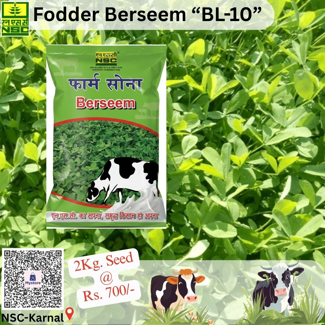NSCLIMITED's tweet photo. अधिक कटाई और उच्च पैदावार देने वाली चारा बरसीम BL-10 वैरायटी के बीज बोए और पशुधन के लिए सेहतमंद एवं दूध उत्पादन बढ़ाने वाला चारा उगाए| 

NSC स्टोर से 2किलो बीज ऑर्डर करें@ https://t.co/bHw9dV4Sno मात्र 700/-रू.में|

#BerseemBL10 #FodderCrop #GreenFodder #CattleFeed #DairyFarming https://t.co/mpuVuJUMDF